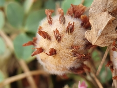 Trifolium fragiferum image