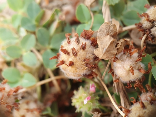 Trifolium fragiferum image