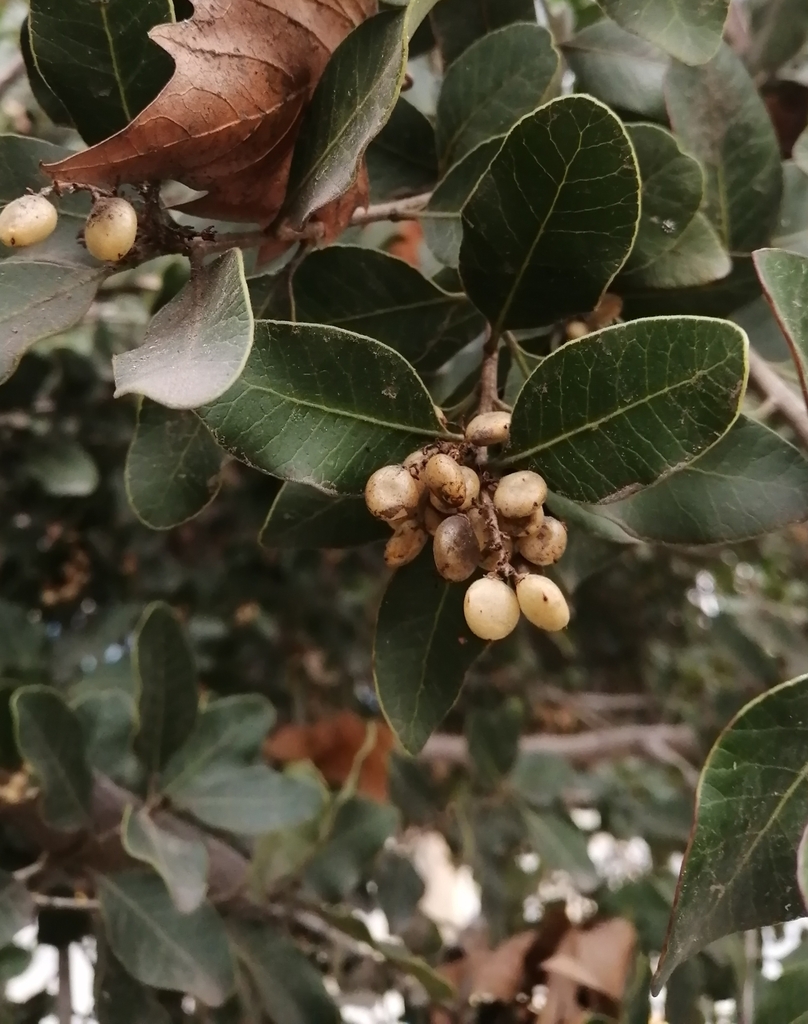 Lithraea