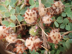 Trifolium fragiferum image