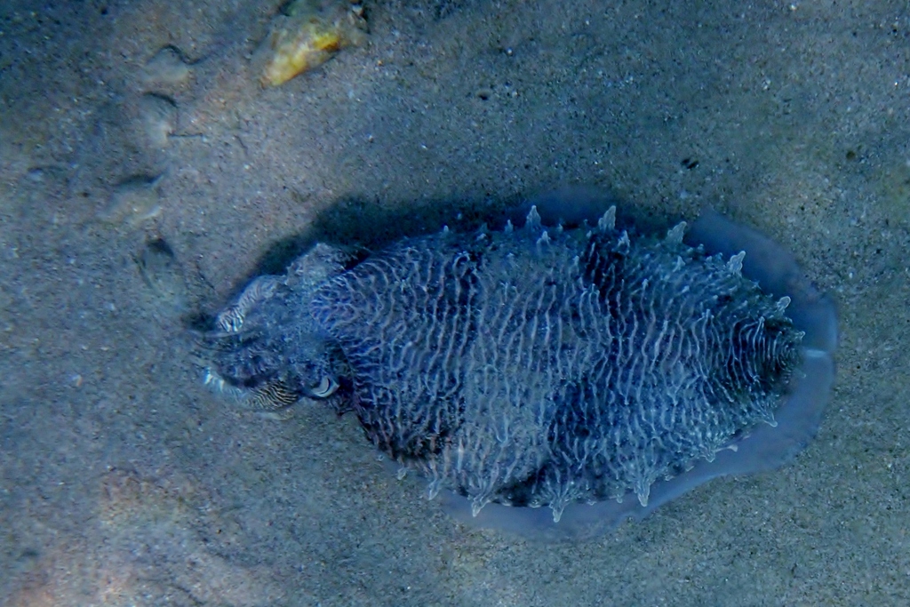 Pharaoh Cuttlefish
