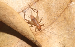 Amusurgus nilarius
