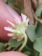 Trifolium fragiferum image