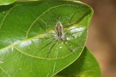 Dolomedes facetus