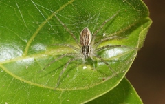 Dolomedes facetus