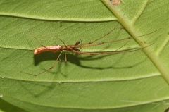 Tetragnatha rubriventris