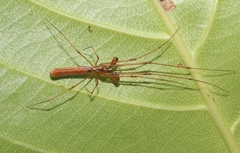Tetragnatha rubriventris