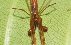 Tetragnatha rubriventris
