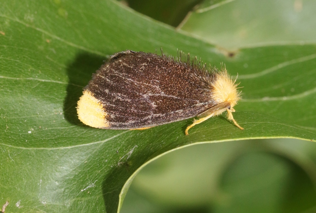 Euproctis subnobilis