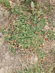 Trifolium fragiferum image