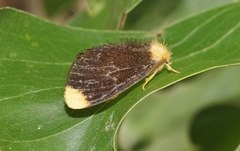 Euproctis subnobilis