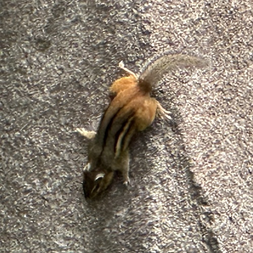 Eastern Chipmunk photographed in Wisconsin