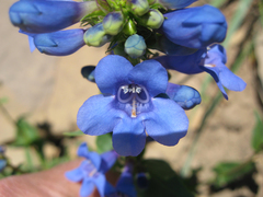 Penstemon cyananthus cyananthus