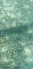 Atheriniformes