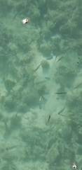 Atheriniformes