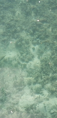 Atheriniformes