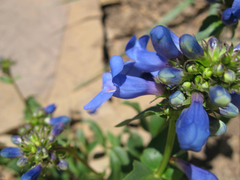 Penstemon cyananthus cyananthus