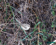 Prinia lepida