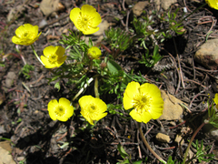 Ranunculus adoneus