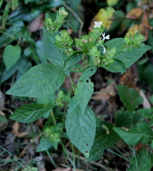 Yeatesia viridiflora