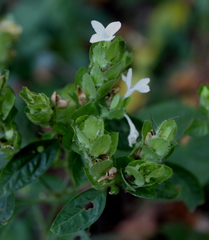 Yeatesia viridiflora