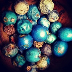 Elaeocarpus angustifolius