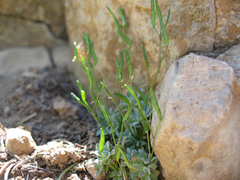 Draba lonchocarpa