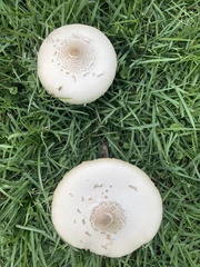 Chlorophyllum molybdites image