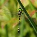 Macromiidae - Photo (c) Hilda Flamholtz, alguns direitos reservados (CC BY-NC), uploaded by Hilda Flamholtz