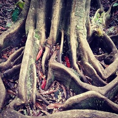 Elaeocarpus angustifolius