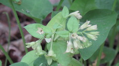 Pulmonaria obscura