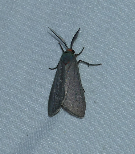 Mouse-colored Euchaetes photo 5