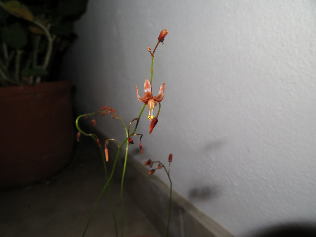 Drimia hesperantha, Sandberg Fynbos Reserve
