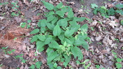 Pulmonaria obscura