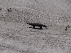Galictis cuja