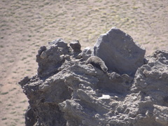 Galictis cuja