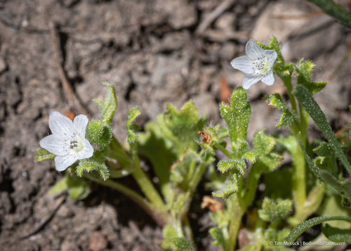 Sierra baby blue eyes (Nemophila spatulata)