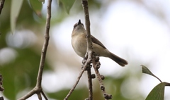 Gerygone magnirostris