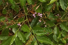 Millettia pinnata