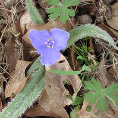 Tradescantia subacaulis