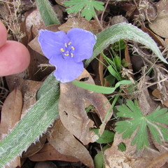 Tradescantia subacaulis