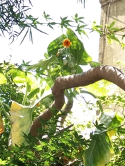 Dendroseris litoralis