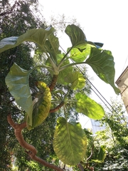 Dendroseris litoralis