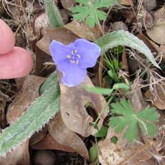 Tradescantia subacaulis