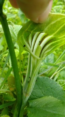 Arisaema stewardsonii