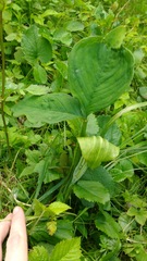 Arisaema stewardsonii