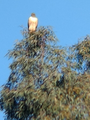 Buteo jamaicensis
