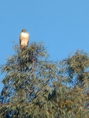 Buteo jamaicensis