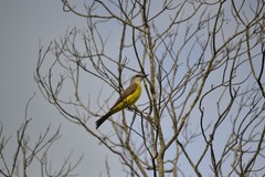 Tyrannus albogularis