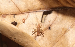Amusurgus nilarius